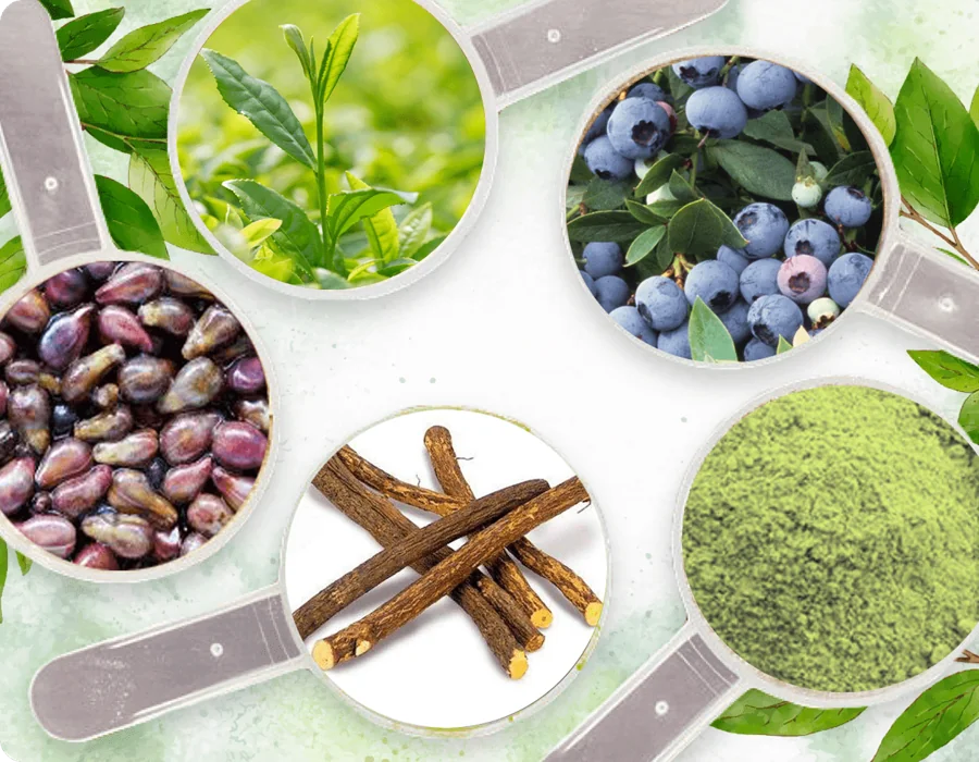 Collage of the plants behind Neuro Serge: green tea leaves, bilberries, grape seeds, licorice root and green powder